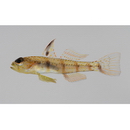 Gobiidae, indeterminate genus et species