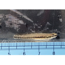 Stiphodon alcedo Maeda, Mukai et Tachihara, 2011