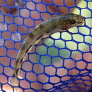 Pseudogobio esocinus (Temminck et Schlegel, 1846)