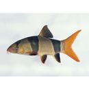 Chromobotia macracanthus (Bleeker, 1852)