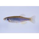 Danio dangila (Hamilton, 1822)