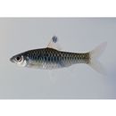 Clypeobarbus congicus (Boulenger, 1899)