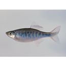 Danio pathirana Kottelat et Pethiyagoda, 1990