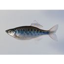 Danio pathirana Kottelat et Pethiyagoda, 1990