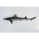 Mustelus manazo Bleeker, 1854