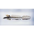 Repomucenus richardsonii (Bleeker, 1854)