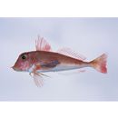 Lepidotrigla kishinouyei Snyder, 1911