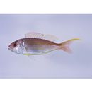 Nemipterus bathybius Snyder, 1911