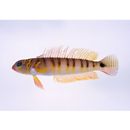 Parapercis multifasciata Doderlein, 1884