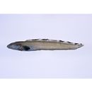 Petroschmidtia toyamensis Katayama, 1941