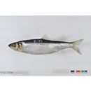 Clupea pallasii Valenciennes, 1847