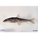 Pseudogobio esocinus (Temminck et Schlegel, 1846)