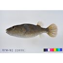 Tetraodon turgidus (Kottelat, 2000)