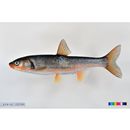 Tribolodon hakonensis (Gunther, 1877)