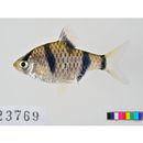 Puntius partipentazona (Fowler, 1934)