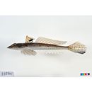 Repomucenus richardsonii (Bleeker, 1854)