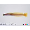 Ptereleotris lineopinnis (Fowler, 1935)