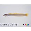 Ptereleotris lineopinnis (Fowler, 1935)