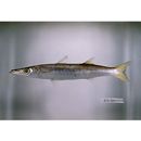 Sphyraena pinguis Gunther, 1874