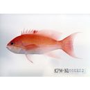 イエローラインド・アンティアス