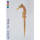 Hippocampus histrix Kaup, 1856