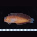 Atrosalarias hosokawai Suzuki et Senou, 1999