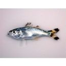 Kuhlia boninensis (Fowler, 1907)