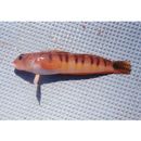 Parapercis multifasciata Doderlein, 1884