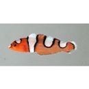 Coris gaimard (Quoy et Gaimard, 1824)