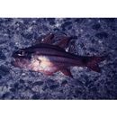 Ostorhinchus doederleini (Jordan et Snyder, 1901)