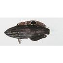 Halichoeres marginatus Ruppell, 1835