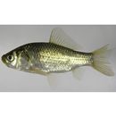 Carassius auratus subsp. 2