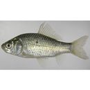 Carassius auratus subsp. 2