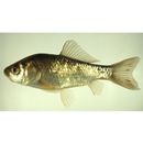 Carassius auratus subsp. 2