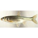 Tribolodon hakonensis (Gunther, 1877)