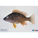 Lutjanus stellatus Akazaki, 1983