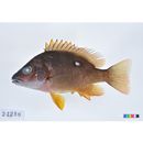 Lutjanus stellatus Akazaki, 1983