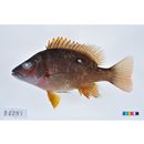 Lutjanus stellatus Akazaki, 1983