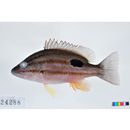 Lutjanus russellii (Bleeker, 1849)