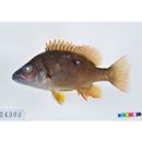 Lutjanus stellatus Akazaki, 1983