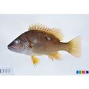 Lutjanus stellatus Akazaki, 1983