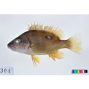 Lutjanus stellatus Akazaki, 1983