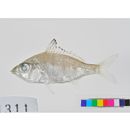 Gerres microphthalmus Iwatsuki, Kimura et Yoshino, 2002