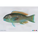 Chlorurus microrhinos (Bleeker, 1854)