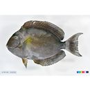 Acanthurus xanthopterus Valenciennes, 1835