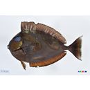 Naso vlamingii (Valenciennes, 1835)