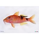 Parupeneus multifasciatus (Quoy et Gaimard, 1825)