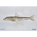 Pseudogobio esocinus (Temminck et Schlegel, 1846)