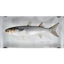 Mugil cephalus cephalus Linnaeus, 1758