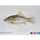 Carassius sp